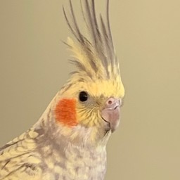 jackrhepumpkinpeach