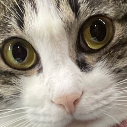 okyoshi