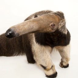 camhadd