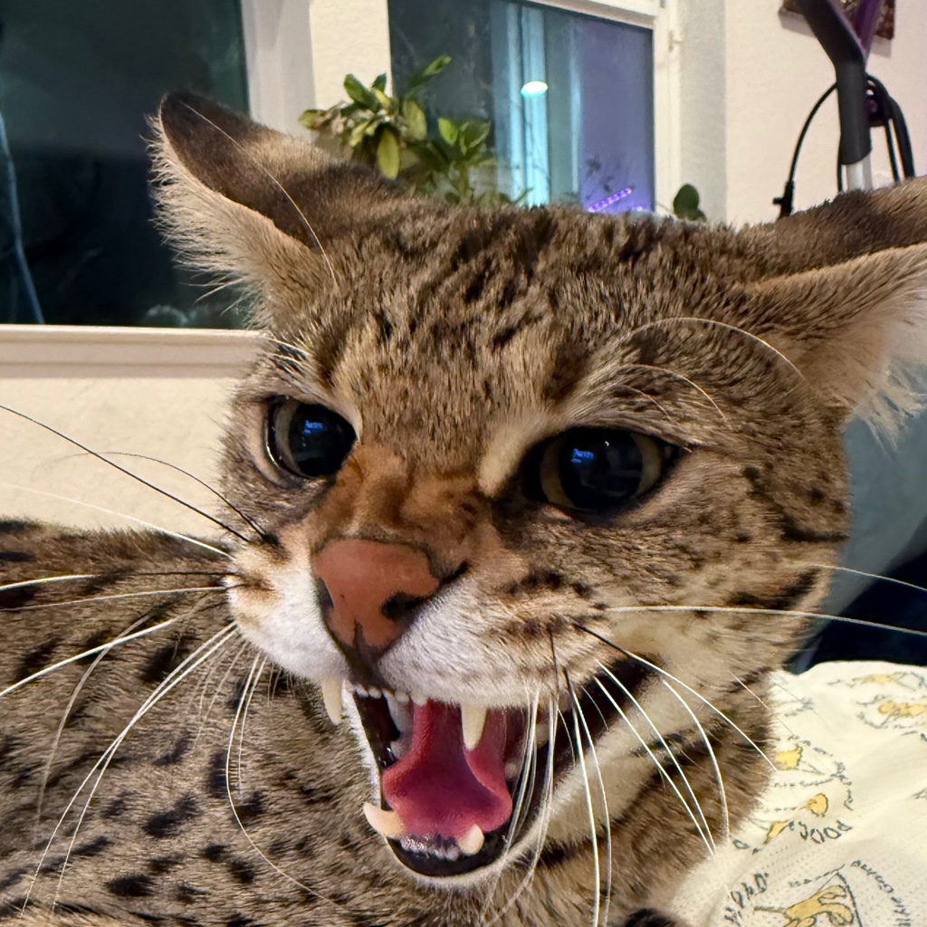 catoholic