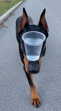 AI generated video: Perfect balance ⚖️