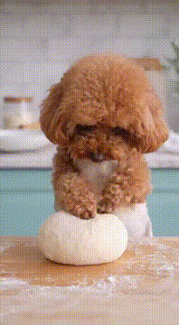AI generated video: パンをこねるトイプードル