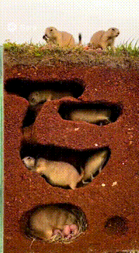 AI generated video: Show a loop of a prairie dog "ant farm" showing their tunnels and burrows…