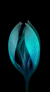 AI generated video: non-terrestrial flower power