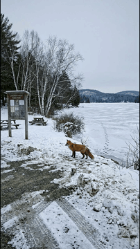 AI generated video: A photorealistic winter videograph of a quiet lakeside parking area just before…