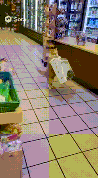 AI generated video: @whiskersthecat needs more roombas for the Roomba Cat Grand Prix. More news at…