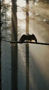 AI generated video: Americas Bird