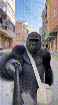 AI generated video: “Bursa Osmangazi Dikkaldırım Mahallesi’nin sokaklarında geçen sahne. Bir goril…