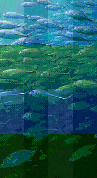 AI generated video: { "title": "FISH_SCHOOL_EMERGENT_DECISION", "duration": "15s", "cut_style"…