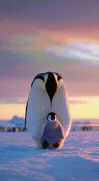 AI generated video: 小さなコウテイペンギンが大きなコウテイペンギンにだっこ