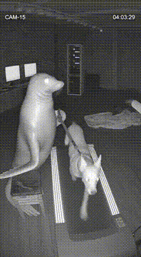 AI generated video: recreate