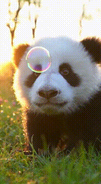 AI generated video: A curious baby panda gently taps a floating soap bubble in bright morning…
