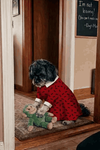 AI generated video: A photorealistic video. The small, black-haired Shih Tzu mixed-breed dog…