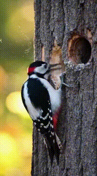 AI generated video: When the woodpecker finally meets the squirrel who's had enough of the 6 AM…