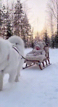 AI generated video: もふもふのサモエドが引っ張るのソリに、犬の耳のついたもふもふのフードの服をきた赤ちゃんがのってる。 2人とも楽しそう