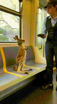 AI generated video: カンガルーに変更してぴょんぴょん飛びかかる