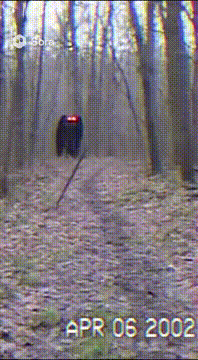 AI generated video: Raw vhs footage from the early 2000s of mothman in the woods
