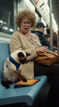 AI generated video: // CONCEPT: A 10-second, surreal and funny viral v