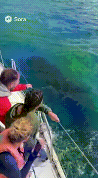 AI generated video: Camera phone footage from a small sailboat as people are panicking at what’s…