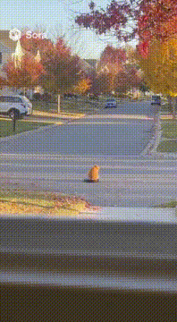 AI generated video: overfed indoor cat makes a clean getaway @cameoed