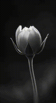 AI生成视频：All Things Fade