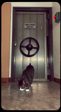 AI generated video: Don’t you know the cat is always watching? // ft. @buster.cat