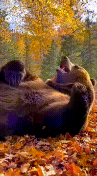AI generated video: a big bear rolling on the floor laughing, (laughing so so so hard) super funny…