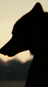 AI generated video: Last straw: this little piggy’s owed damages // ft. @fancyson @nova.e.eaton…