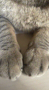 AI generated video: 猫の手が、滑らかに ふみふみしているように動かして