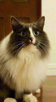 AI generated video: 猫たちだけのオーケストラ