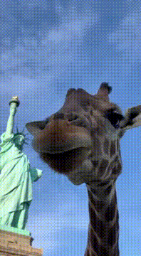 AI generated video: A realistic giraffe near the Statue of Liberty bends its long neck curiously…