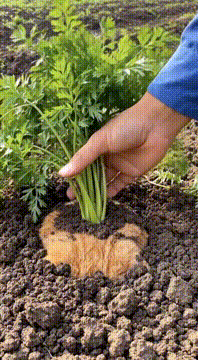 AI generated video: “Fresh from the garden… with extra sass.”