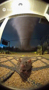 AI generated video: A rat in front of a ring camera and screams then gets thrown by a tornado in…