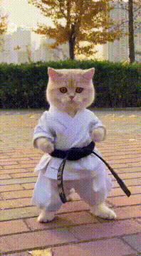 AI generated video: 把主角换成一只可爱的猫