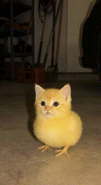 AI generated video: “When curiosity has feathers… and purrs. 🐣🐱💛”