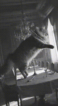 AI generated video: Make it a cat