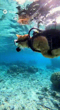 AI generated video: A ultra realistic video of a cat underwater scuba diving with scuba diving gear…