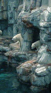 AI generated video: EDGE OF WATER - The Cub Watches First 🔥🔥🔥@artexmg🔥🔥🔥