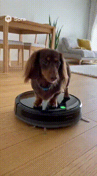 AI generated video: 短足ダックスさんルンバを使いこなす