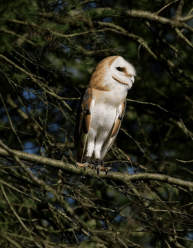 AI generated video: subject_definitions: <Subject 1> is a barn owl, featuring white facial disks…