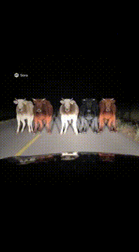 AI generated video: Cool Cow