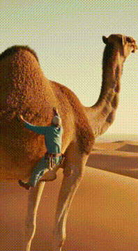 AI generated video: 🐫🪻🇵🇱📬