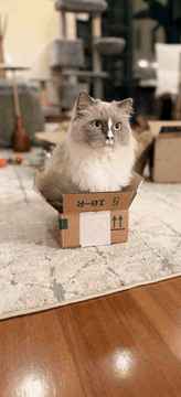 AI generated video: Realistic home video of this fluffy ragdoll cat in the cardboard box on the…