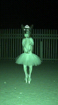 AI generated video: Instead it’s @trashrobot.elbow