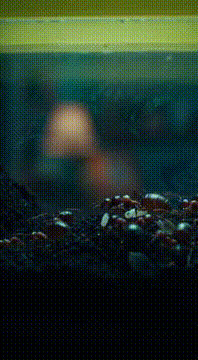 AI generated video: alien ant farm
