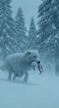 AI generated video: High quality mobile footage. Barfila jungle, charo taraf dense snowstorm. Tez…