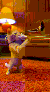 AI生成视频：wow go kitty go