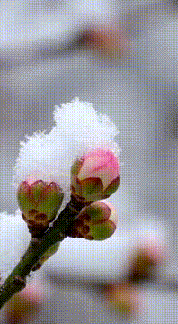 AI generated video: 《雪と梅の蕾と花と、メジロの朝》#2 Snow, plum, and a mejiro morning. #梅の花 #梅の蕾 #メジロ #タイムラプス…