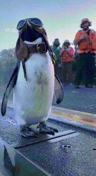 AI generated video: CATAPULT TEST: PENGUIN