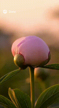AI生成视频：牡丹（Peony） 世界観：優雅・癒し・豊かさ、夕方 演出ポイント：蕾から大輪に咲く過程を丁寧に。花びらが重なる美を強調。 花はカメラを向いて咲く。